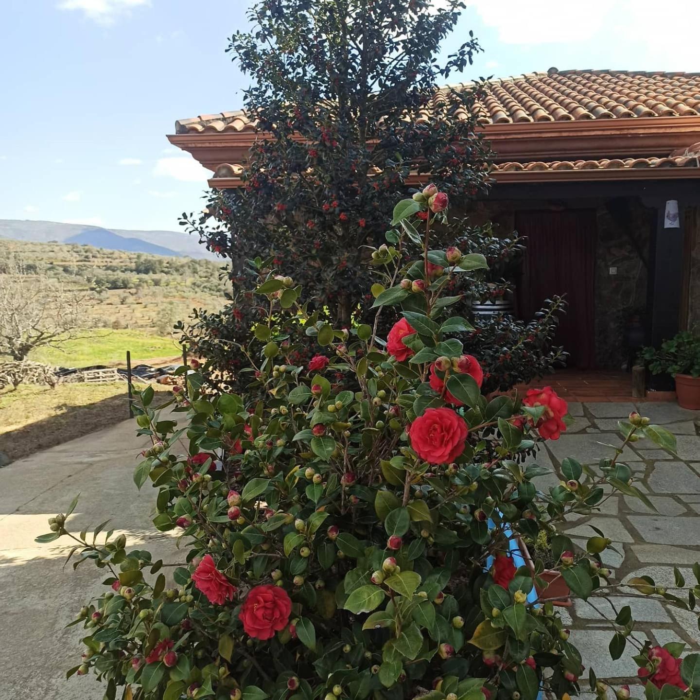 Casa Rural Los Olivos Sotoserrano Kültér fotó